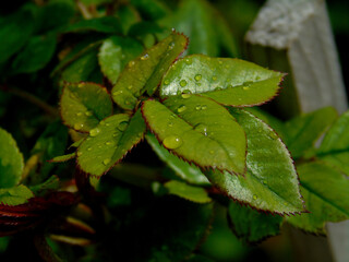 rain drops on the leaves