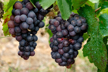 Callet grape, Viña des Pou de Sa Carrera, Celler Mesquida-Mora, Porreres, Mallorca, Balearic Islands, Spain