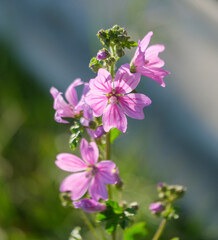 Obraz premium A vibrant bunch of beautiful purple flowers is flourishing on a thriving plant, showcasing natures exquisite beauty and diversity