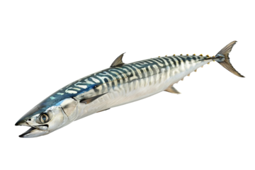 a fish with a sharp pointy tail