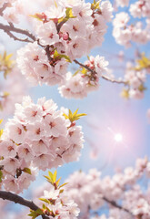 Sakura. Branches with pink flowers on a plain background for publications.