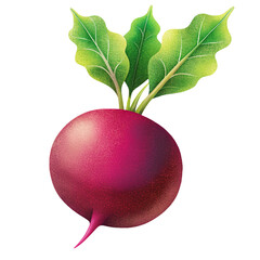 Grainy Radish Illustration