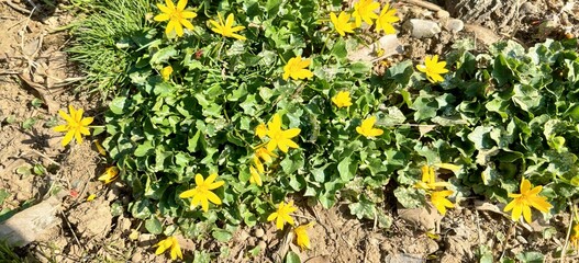 This image features a closeup view of a vibrant yellow flower that is growing in the lush green grass beneath it