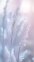 Close-up of soft wheat stalks in