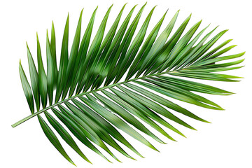 Obraz premium Tropical Green Palm Leaf Isolated