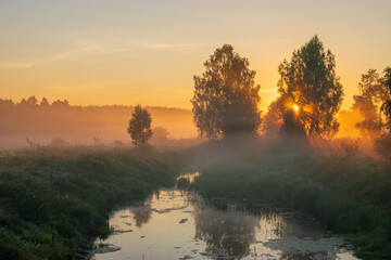 sunrise in the forest