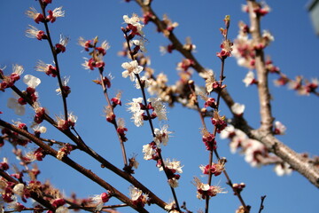 This is an upclose view of a beautiful tree branch adorned with delicate flowers blooming along its length, showcasing natures artistry