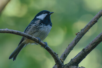 Coal Tit on the tree