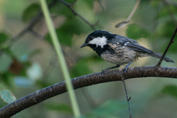 Coal Tit on branch