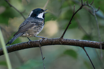 Coal Tit