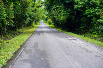 Concrete roadway through a green nature park with trees and car on the road in the forest, Khao Yai National Park, Thailand.