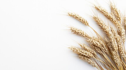 Fototapeta premium High-resolution flat lay of wheat on a white background, showcasing detailed stock photography of this grain.