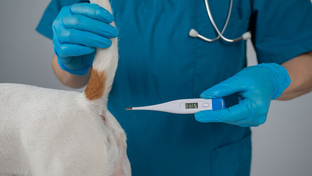 A veterinarian measures a dog's temperature rectally with an electronic thermometer.