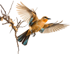 a bird flying in the air