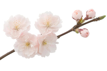 Delicate Cherry Blossom Branch with Soft Pink Flowers in Full Bloom