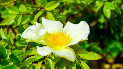 A beautiful, pristine white flower featuring a vibrant yellow center is gracefully surrounded by lush, green leaves that complement it perfectly