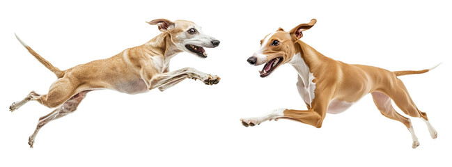 Two Whippet in a sprinting pose, fully isolated on a clean transparent background