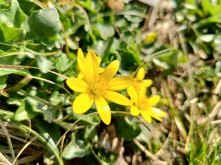 This image features a closeup view of a vibrant yellow flower that is growing in the lush green grass beneath it