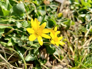 This image features a closeup view of a vibrant yellow flower that is growing in the lush green grass beneath it