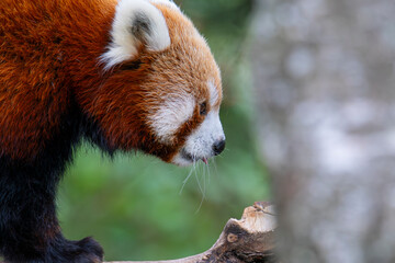 Fototapeta premium Red panda