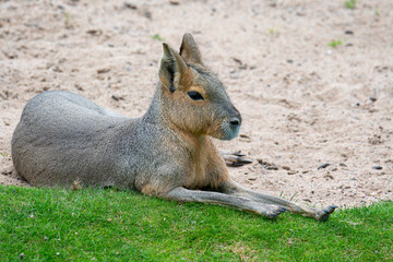 Patagonian mara