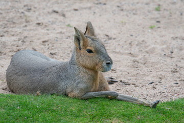 Patagonian mara
