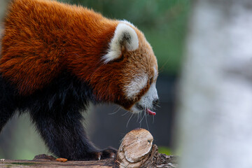 Fototapeta premium Red panda