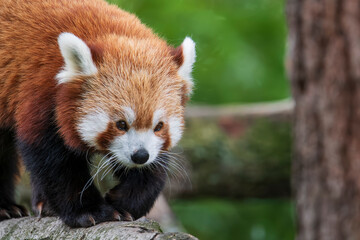 Red panda
