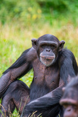 Chimpanzee
