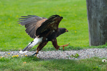 Harris's hawk