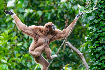 Lar gibbon
