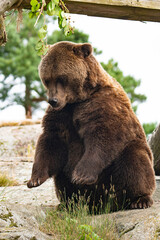Brown bear 