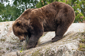 Brown bear 