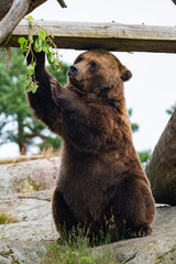 Brown bear 