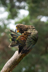 Kea