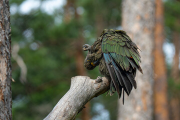Kea