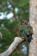 Kea