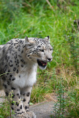 Snow leopard 