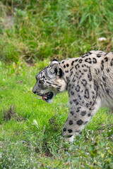 Snow leopard 