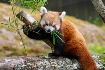 Red panda