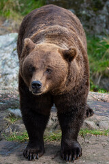 Brown bear 