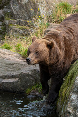 Brown bear 