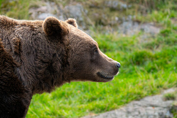Brown bear 