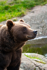 Brown bear 
