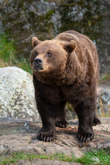 Brown bear 