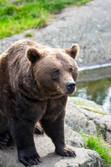 Brown bear 