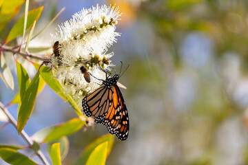 Monarch Butterfly in Western Australia