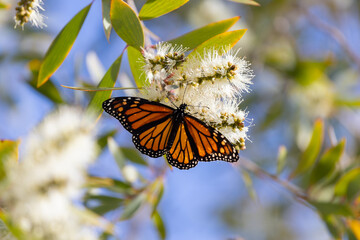 Monarch Butterfly in Western Australia