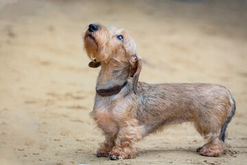 Close-up portrait of a Wire-haired Dachshund dog on a walk in the sand