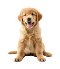 Obraz premium Golden retriever puppy dog isolated on transparent background cutout PNG